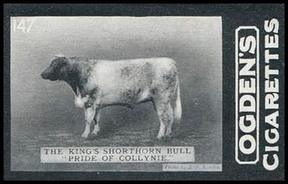 02OGID 147 The King's Shorthorn Bull Pride of Collynie